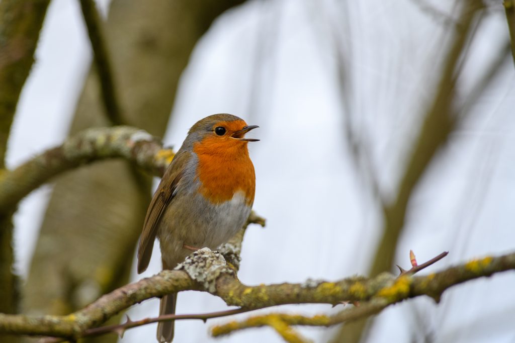 Robin