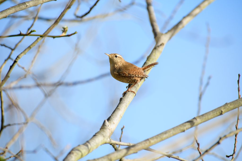 Wren