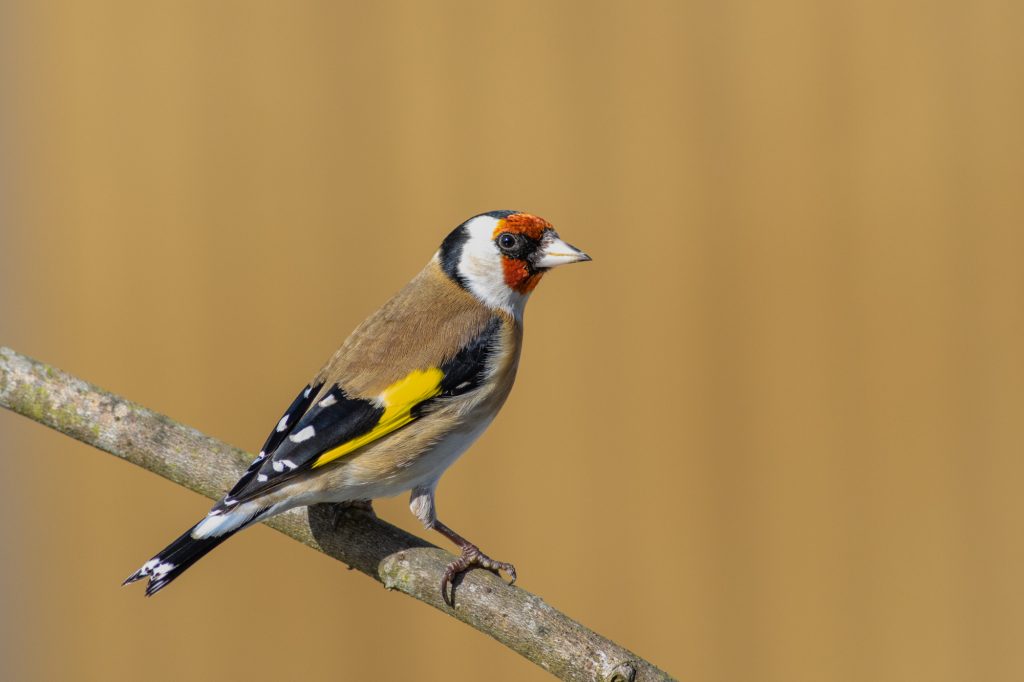 goldfinch