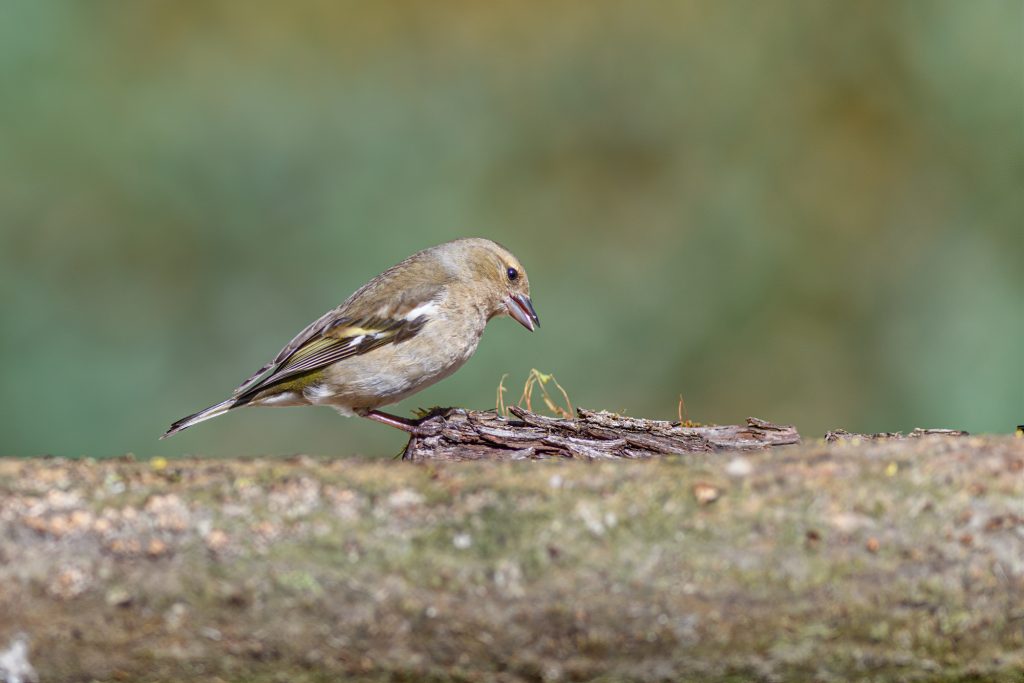 Greenfinch