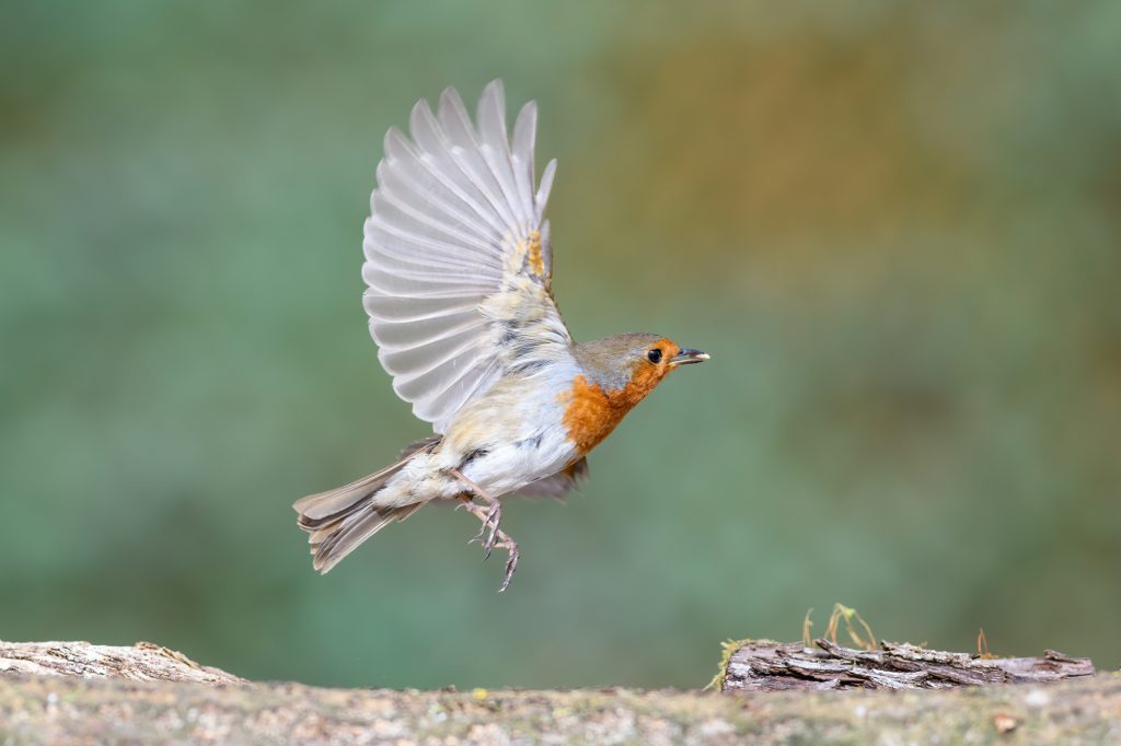 Robin in Flight