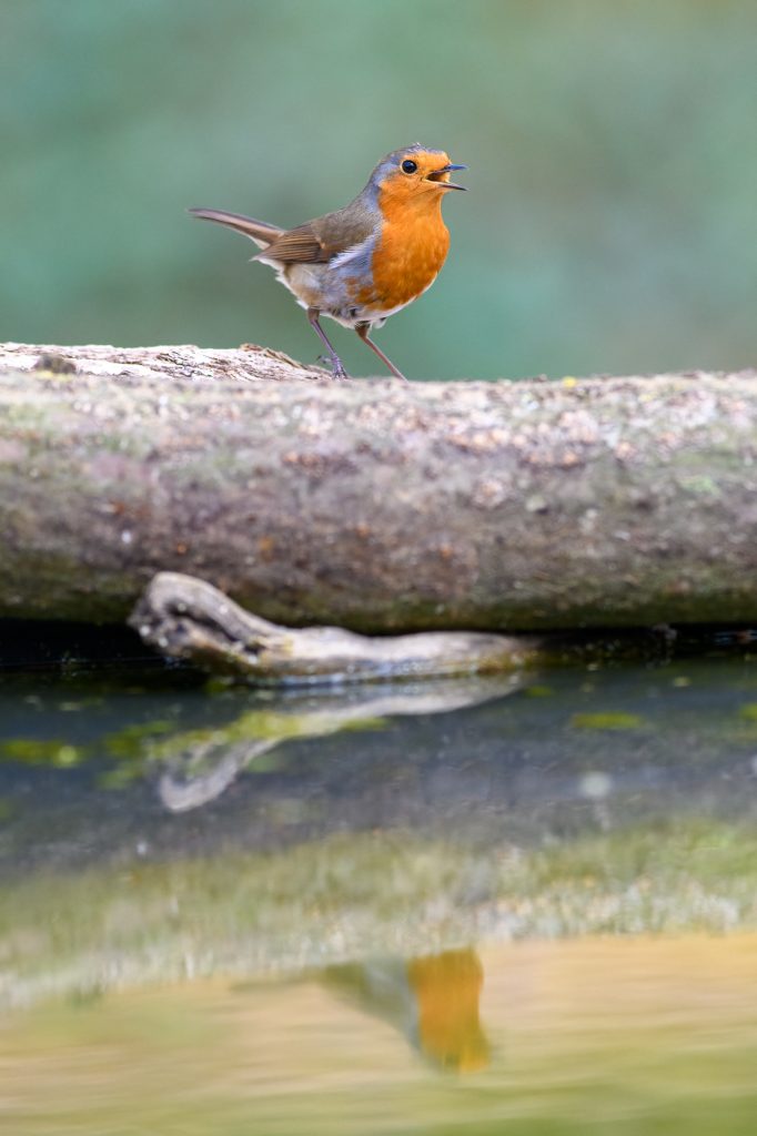 Robin Singing