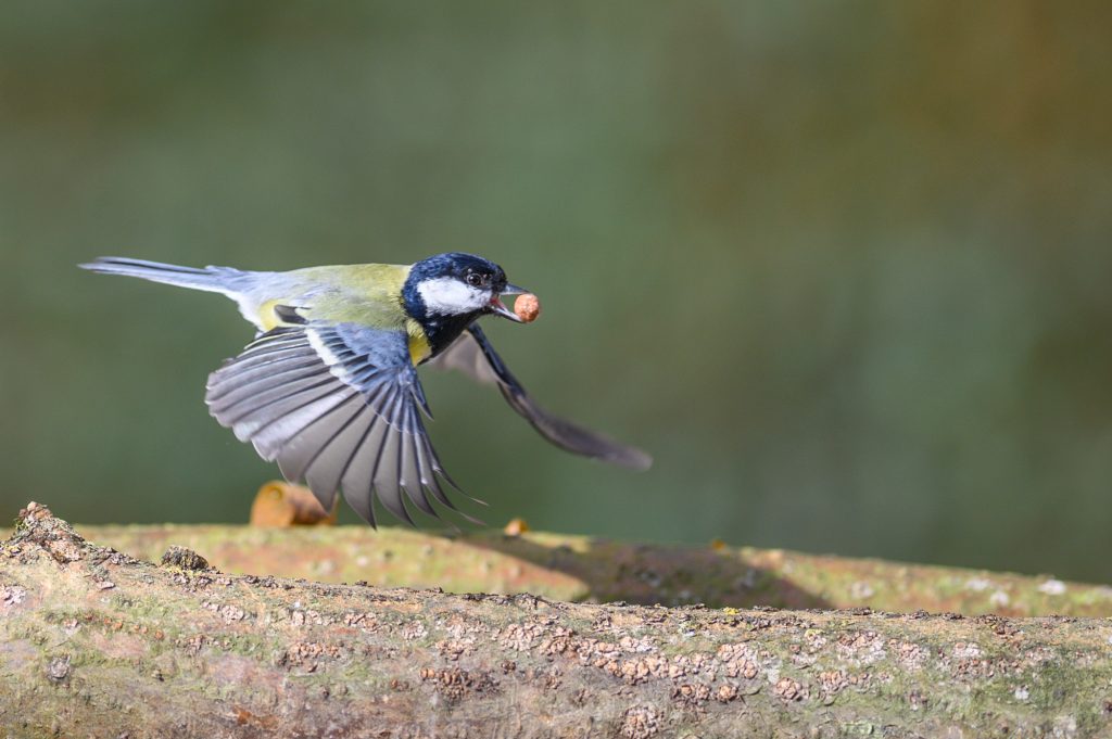 Great Tit in flight