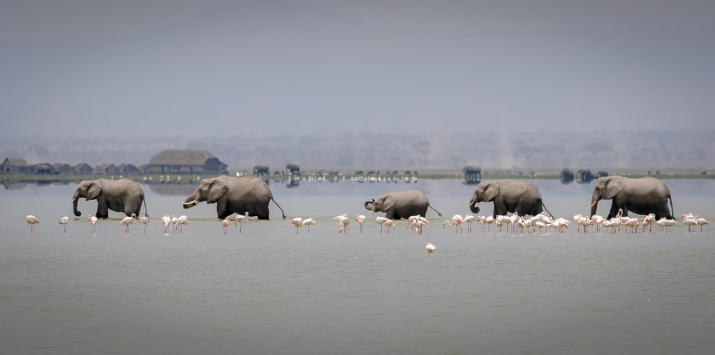 Elephants at Amboseli