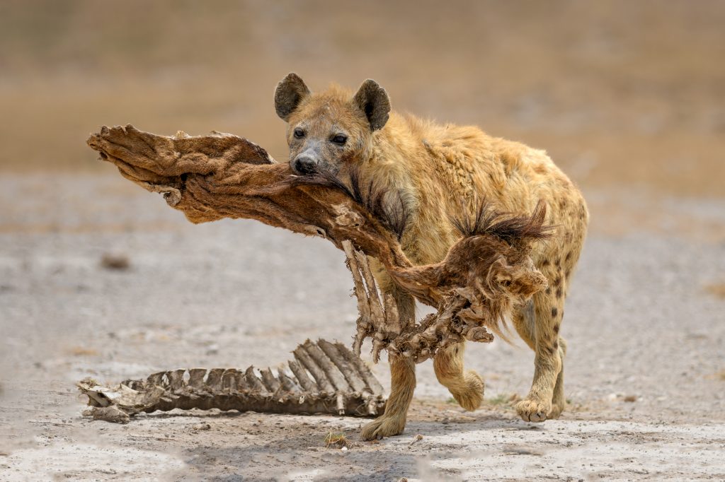 Hyena