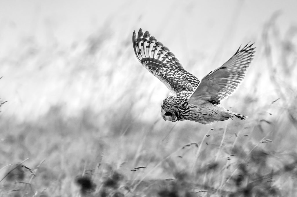 Short Eared Owl Hunting