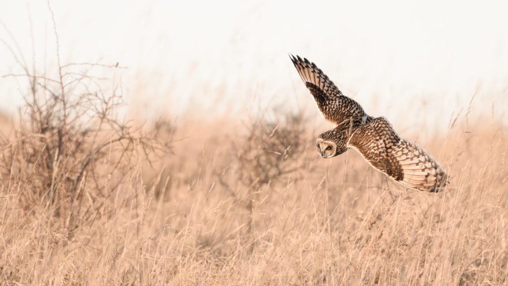 Hunting