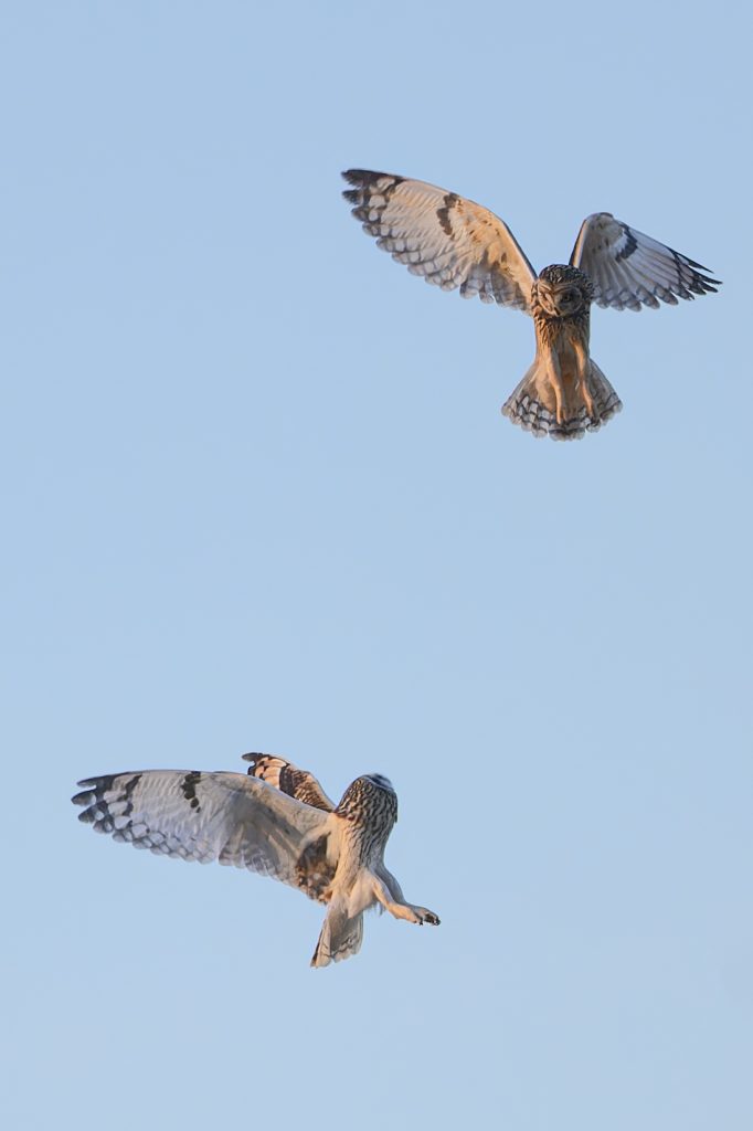 Owls Squaring up