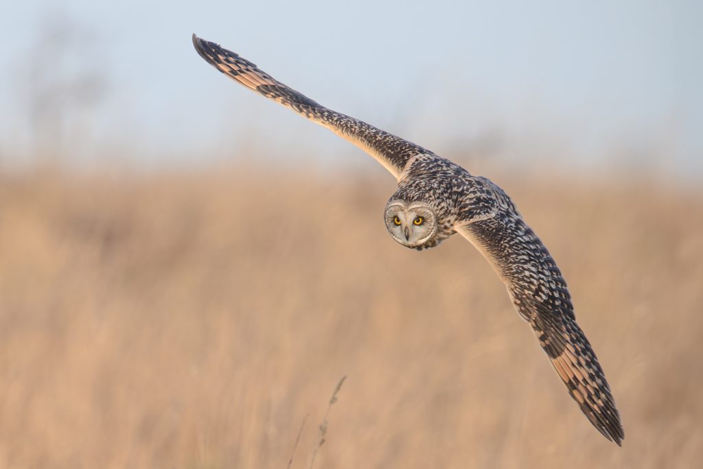 Short Eared Owl