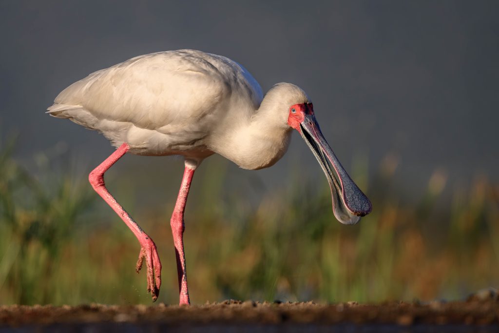 Spoonbill