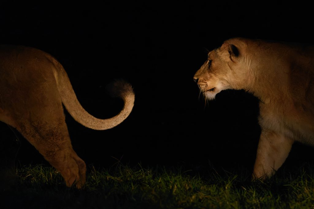 Lionesses