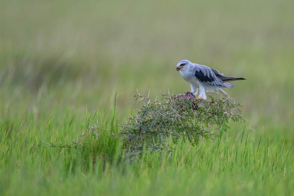 Black Shouldered Kite