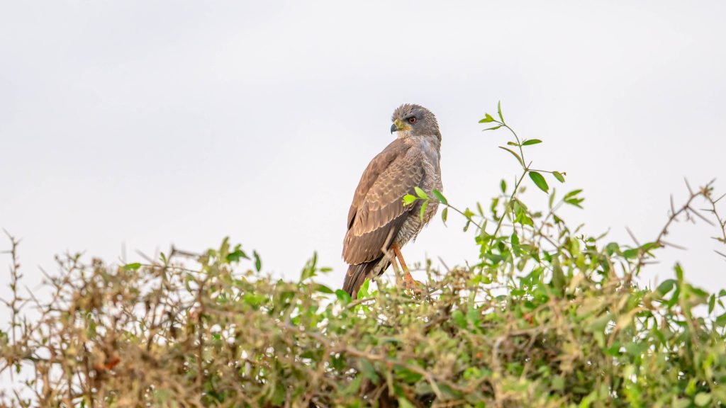 Pale Chanting Goshawk