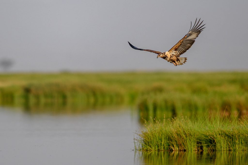 Fish Eagle
