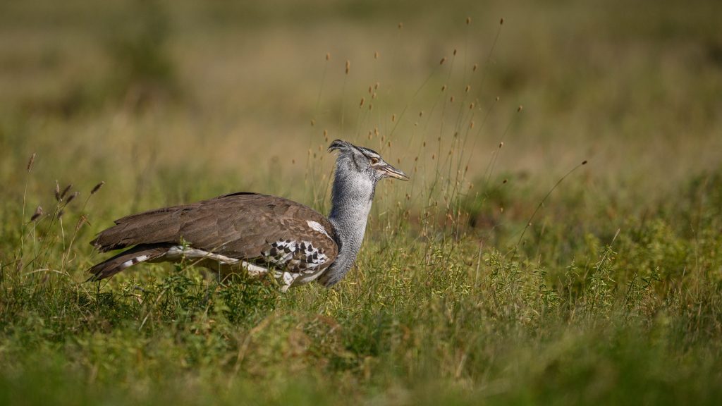 Kori Bustard