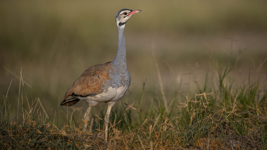 Korhaan