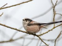 long-tailed tit