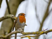 Robin