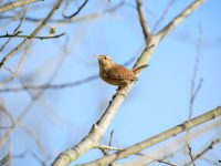Wren