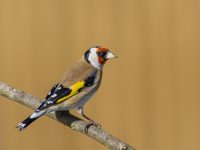 goldfinch