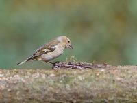 Greenfinch
