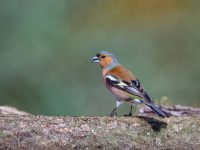 Chaffinch
