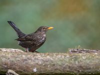 Blackbird