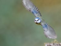 Bluetit