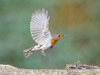 Robin in Flight