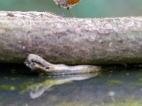 Robin Singing