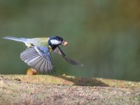 Great Tit in flight