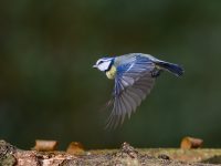 Blue tit in flight