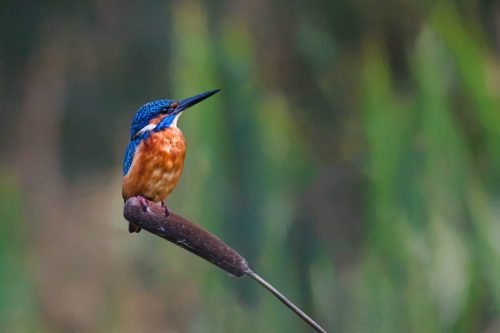 Kingfisher Portrait